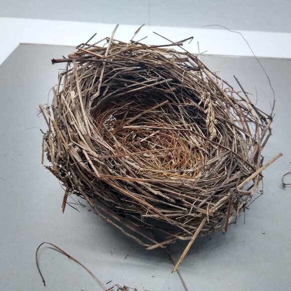 Authentic Natural Bird Nest 2011 Joplin Missouri Tornado Aftermath Unique Rustic - Picture 7 of 8